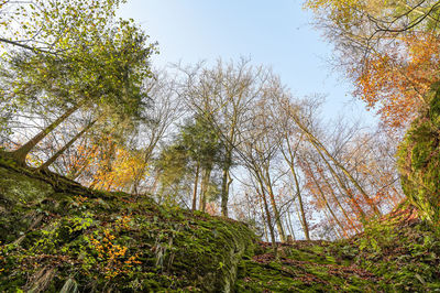 Low angle view of trees against sky during autumn