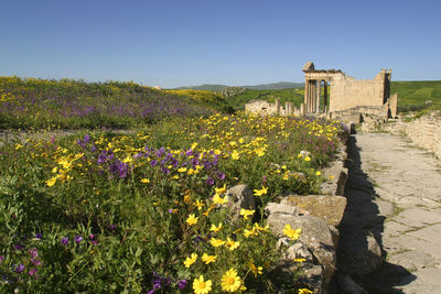 Flowers growing on old building