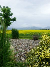 Scenic view of field against cloudy sky