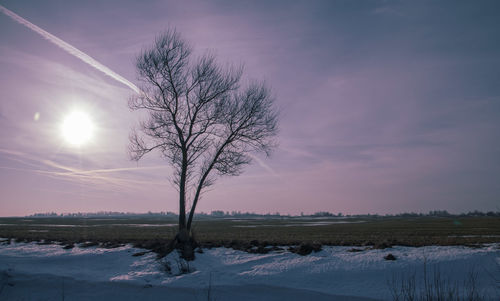 Tree on snow covered field against sky at sunset