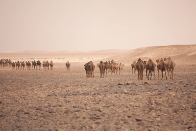 Camels on desert against clear sky