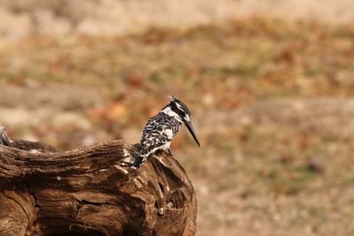 Close-up of a bird