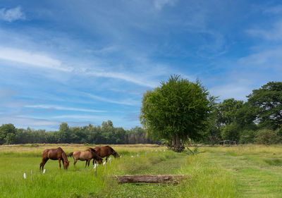 Horse grazing on fielding farmland