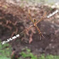 Close-up of spider and web against blurred background