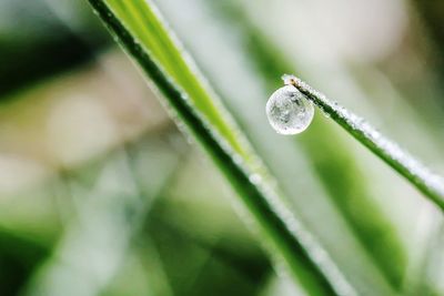 Close-up of water drops on grass