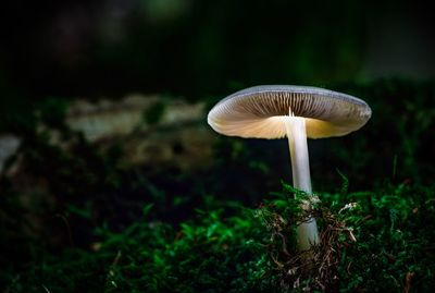 Close-up of mushroom growing in forest