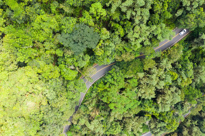 High angle view of plant growing in forest