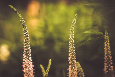Close-up of stalks against blurred background