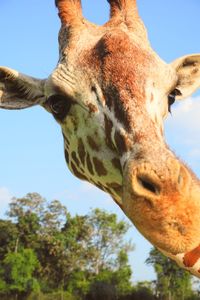 Low angle view of giraffe against trees