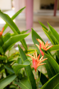 Close-up of red flowering plant