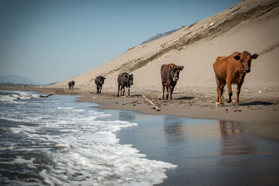 Horses on the beach