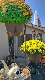 Close-up of yellow flowers against statue