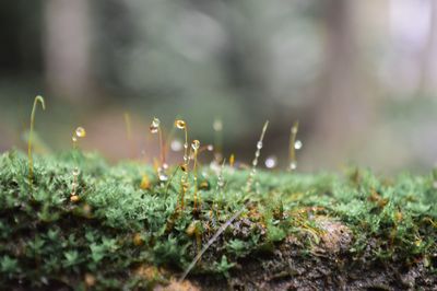 Close-up of mushroom growing on field