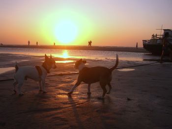 Dogs on beach against sky during sunset