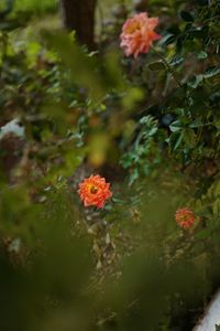 Close-up of red flowers