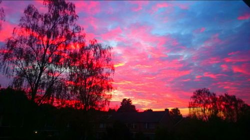 Silhouette of trees at sunset