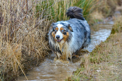 Close-up of dog on field