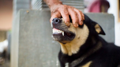 Midsection of woman with dog