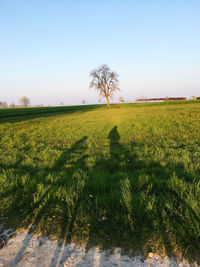 Scenic view of field against clear sky