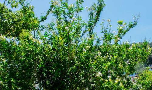 Low angle view of fresh green tree against sky