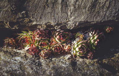 High angle view of flowering plants on rock