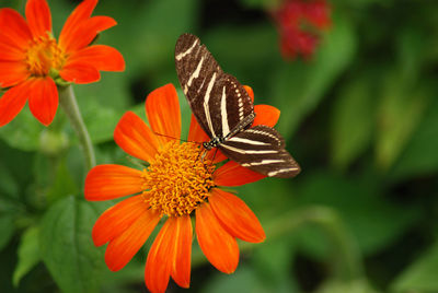 Close-up of butterfly pollinating on orange flower