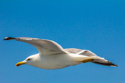 Seagull flying