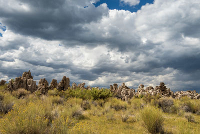 Plants growing on field against sky