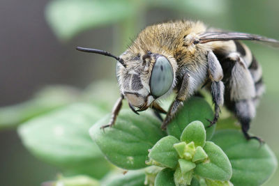 Closeup on a cute big-eyed white-cheeked banded digger bee, amegilla albigena sitting on a leaf