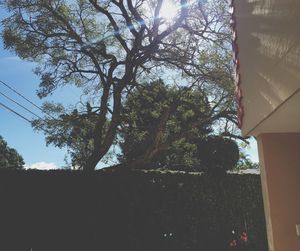 Low angle view of trees against sky