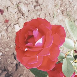 Close-up of pink rose