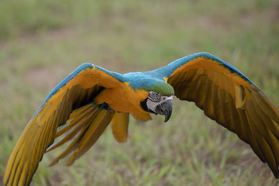 Close-up of a bird flying