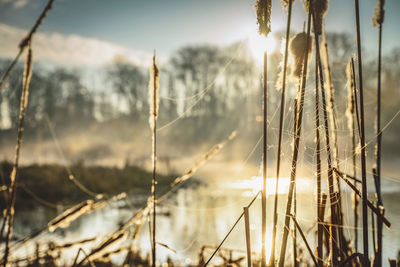 Close-up of plants against sky during sunset