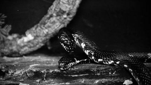 Close-up of iguana in zoo