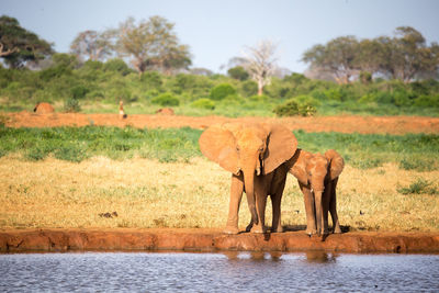 View of elephant drinking water