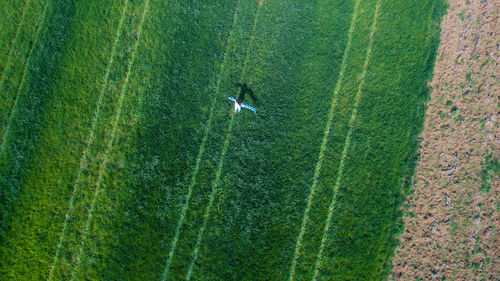 High angle view of snake on grassy field