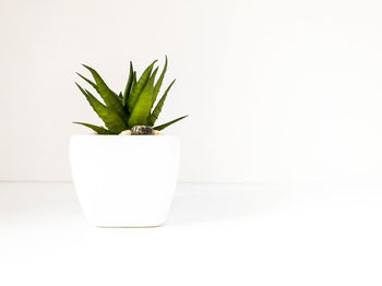 Close-up of potted plant against white background