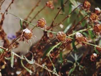 Close-up of plant on twig