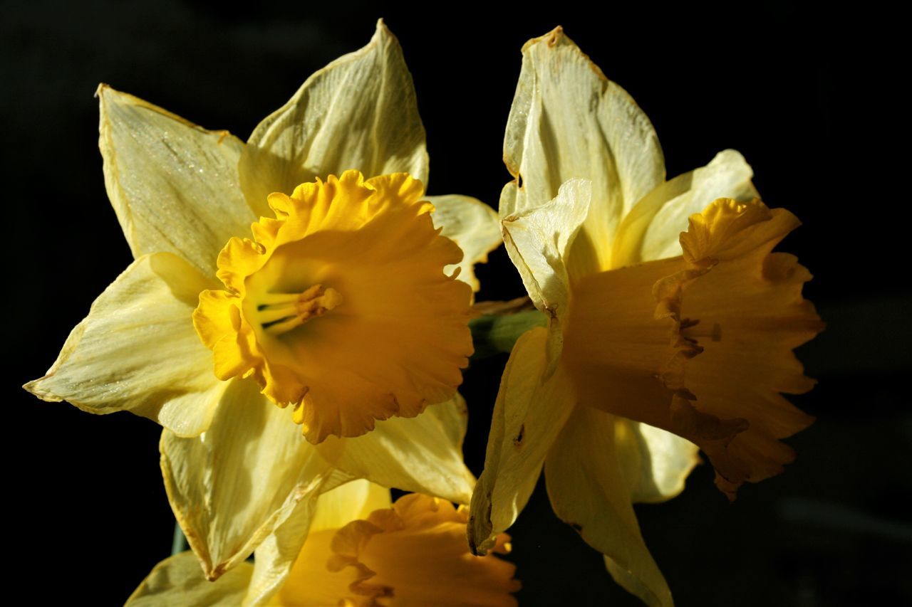 CLOSE-UP OF YELLOW DAFFODIL FLOWERS