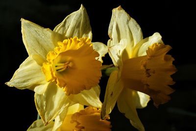 Close-up of yellow daffodil against black background