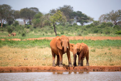 Elephant in a field