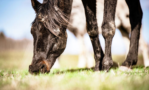 Close-up of a horse grazing in a field