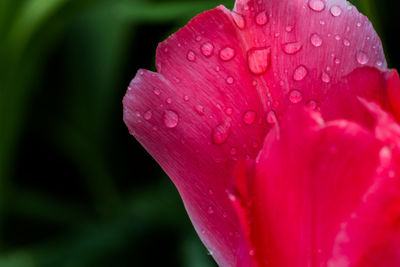 Close-up of wet pink flower blooming outdoors