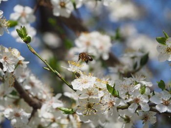 Close-up of bee pollinating on white flower