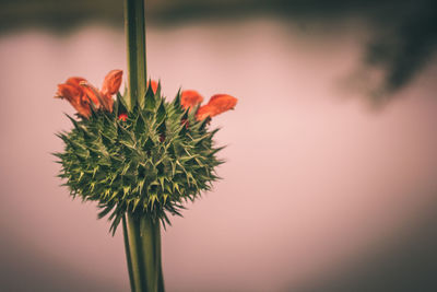 Close-up of red flower against sky