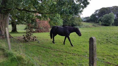 Black horse in field