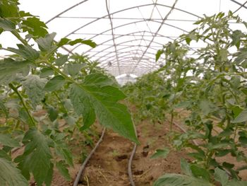 Close-up of plants growing in greenhouse