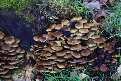 Close-up of mushrooms growing on field