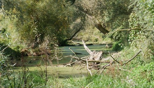 View of trees in forest