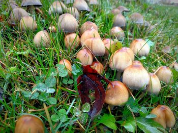 Mushrooms growing on grassy field